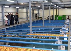 Сортування яблук у водному потоці